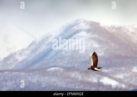 Les oiseaux volent au-dessus des collines. Aigle du Japon dans l'habitat d'hiver. Paysage de montagne d'hiver avec oiseau. Aigle de mer de Steller, oiseau de proie volant, avec mountai Banque D'Images