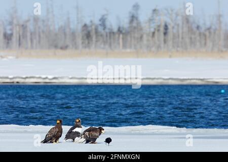 Aigle de mer de Steller, oiseau de proie volant, avec des montagnes en arrière-plan, Hokkaido, Japon. Les oiseaux volent au-dessus des collines. Aigle du Japon dans l'habitat d'hiver. Banque D'Images