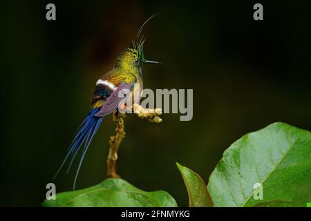Queue d'épine à crasse métallique, Discosura popellairii, colibri de Colombie, d'Equateur et du Pérou. Bel oiseau avec crête, assis dans les forts tropiques verts Banque D'Images