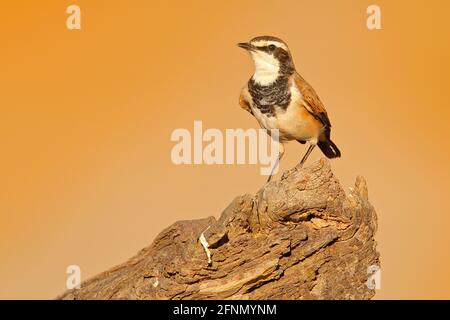 Sifflement à capuchon, Oenanthe pileata, petit oiseau de passereau insectivore, lumière du soir dans la nature. Wheawear assis sur le tronc de l'arbre. Scène de la faune Banque D'Images