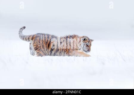 Tiger jouant avec la neige. Chat sauvage dans la nature d'hiver, courant dans la neige. Tigre de Sibérie, Panthera tigris altaica. Scène d'action de la faune avec dangereux Banque D'Images