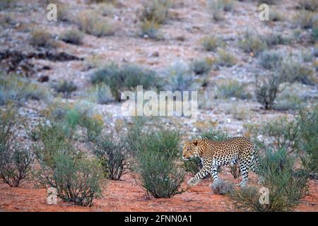 Léopard, pardus de Panthera, marche dans le sable orange rouge. L'Afrique léopard dans le désert de Kgalagadi au Botswana. Art faune nature, chat dans la nature. Sauvage Banque D'Images