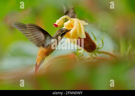 Tawny-bellied Hermit, Phaethornis syrmatophorus, volant à côté de la fleur jaune dans un habitat naturel. Oiseau de bourdonnement dans la forêt tropicale verte. Jungl exotique Banque D'Images