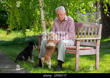 Homme âgé avec deux chiens en cuddling sur banc dans le parc en été Banque D'Images