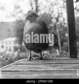 Poulet Bantam, Medstead, Hampshire, Angleterre, Royaume-Uni. Banque D'Images