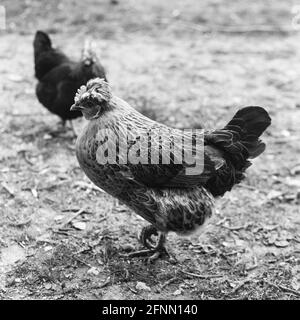 Poulet Bantam, Medstead, Hampshire, Angleterre, Royaume-Uni. Banque D'Images