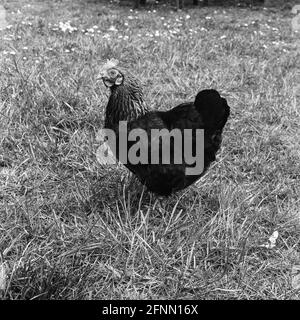 Poulet Bantam, Medstead, Hampshire, Angleterre, Royaume-Uni. Banque D'Images