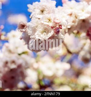 Cerisier d'ornement, Medstead, Hampshire, Angleterre, Royaume-Uni. Banque D'Images