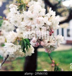 Cerisier d'ornement, Medstead, Hampshire, Angleterre, Royaume-Uni. Banque D'Images