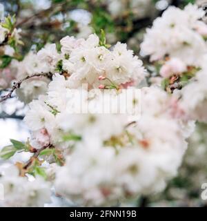 Cerisier d'ornement, Medstead, Hampshire, Angleterre, Royaume-Uni. Banque D'Images