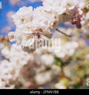 Cerisier d'ornement, Medstead, Hampshire, Angleterre, Royaume-Uni. Banque D'Images