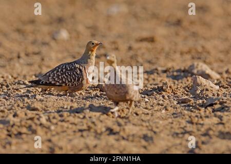 Namaqua sandgrouse, Pterocles namaqua, oiseau vivant au sol dans la famille des sandgrouse, sandgrouse, des régions arides du sud-ouest de l'Afrique. Banque D'Images