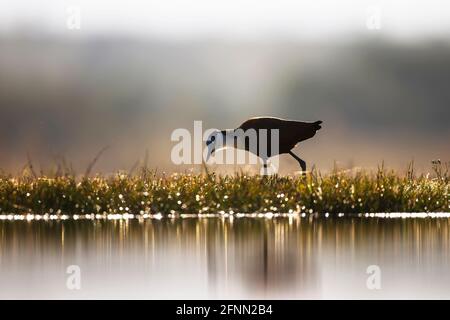 Oiseau de Jacana africain Actophilornis africanus en profil et semi-rétroéclairé Sonder les rives d'un lac peu profond pour la nourriture dedans Afrique du Sud Banque D'Images