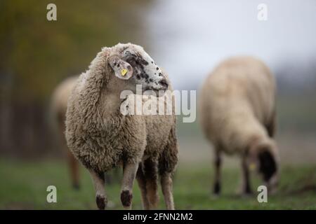 Les moutons se promissent librement sur les prairies en face de la forêt. L'élevage biologique et le concept d'agriculture Banque D'Images