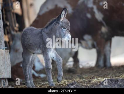 Petit colt, bébé âne debout sur un ranch avec des vaches en arrière-plan Banque D'Images