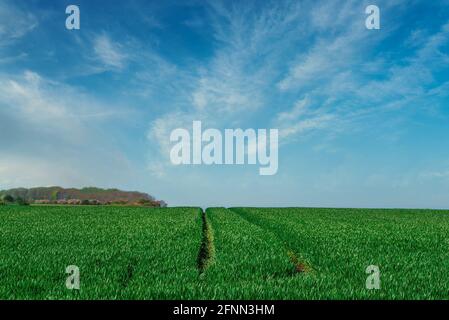 chenilles sur roues dans un champ agricole vert frais contre ciel bleu Banque D'Images