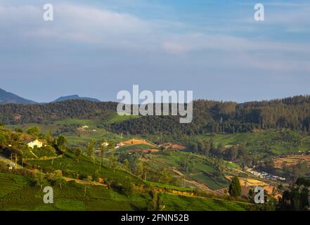 Jardins de thé dans les contreforts de l'ouest de l'Inde à prendre image ghat. Le paysage est étonnant avec les plantations de thé vert dans les lignes. Banque D'Images