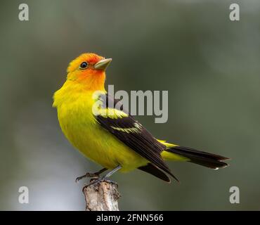 Un tanager de l'Ouest dans le Wyoming. Banque D'Images