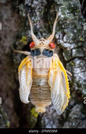 Une couvée de 17 ans, X cicada, récemment mue, s'obscurcit lentement lorsqu'elle émerge de son exosquelette de stade nymphe. Banque D'Images