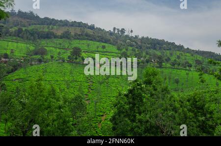 Jardins de thé dans les contreforts de l'ouest de l'Inde à prendre image ghat. Le paysage est étonnant avec les plantations de thé vert dans les lignes. Banque D'Images