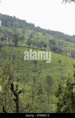 Jardins de thé dans les contreforts de l'ouest de l'Inde à prendre image ghat. Le paysage est étonnant avec les plantations de thé vert dans les lignes. Banque D'Images