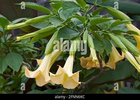 Trompette Angels (Brugmansia arborea). Un autre nom botanique est Brugmansia x candida Banque D'Images