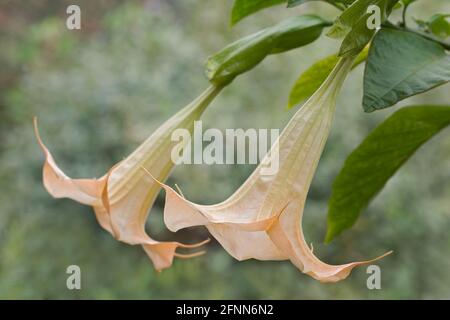 Trompette Angels (Brugmansia arborea). Un autre nom botanique est Brugmansia x candida Banque D'Images