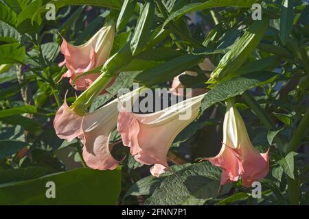 Trompette Angels (Brugmansia arborea). Un autre nom botanique est Brugmansia x candida Banque D'Images