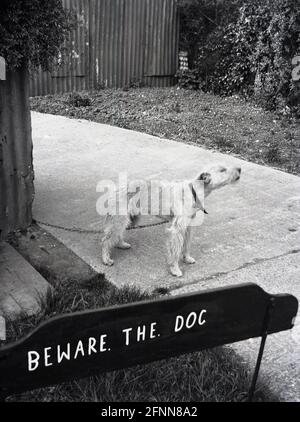 1954, petit chien historique sur une chaîne attachée au coin d'une cabane en métal ondulé et lecture de panneaux en bois, ATTENTION. LE. CHIEN, peut-être à une base de RAF ou de l'ancienne armée. Banque D'Images