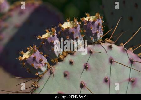 Santa Rita poire pickly (Opuntia santa-rita). Banque D'Images