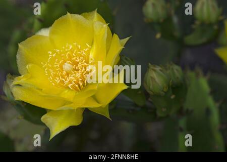 La langue du diable (Opuntia humifusa). Appelé Pear de l'est ou figuier indien également Banque D'Images