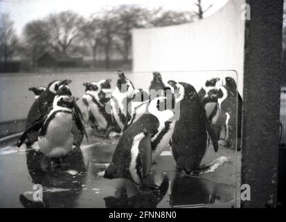 1955, historique, un petit groupe de pingouins éclaboussant dans l'eau, zoo de Londres, photo prise à travers l'écran perspective. Les oiseaux sociaux, ils ont nourri, se reproduisent et nichent en groupes. Ouvert au public en 1847 pour aider au financement, le zoo avait initialement ouvert en 1828 comme lieu d'étude purement scientifique par la Zoological Society of London (ZSL), une organisation caritative qui s'est engagée à la conservation des animaux et de leurs habitats. Banque D'Images