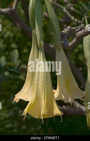 Trompette Angels (Brugmansia arborea). Un autre nom botanique est Brugmansia x candida Banque D'Images