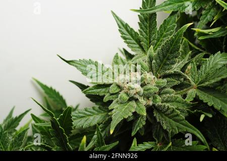 Buisson de cannabis à fleurs. Plante fraîche isolée sur fond blanc. La marijuana laisse de près. Chanvre récréatif, concept de validation. Banque D'Images