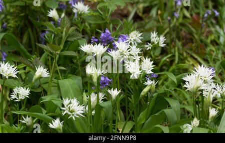 L'ail sauvage, ou Ramson's, souvent tapis de bois au printemps avec Bluebells ajoutant à la couleur et à l'arôme. Banque D'Images