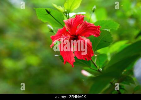 Un gros plan d'une fleur rouge de Zhu Jin, Hibiscus rosa-sinensis Banque D'Images
