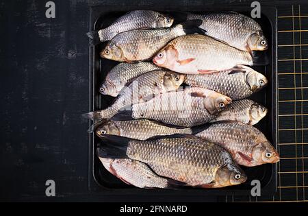 Le poisson crucians cru, le poisson cru vivant, la carpe de crucian gros plan. Vue de dessus, dessus, texture Banque D'Images