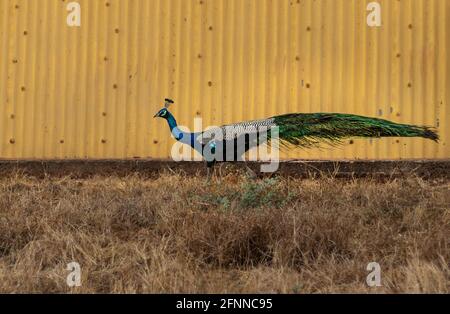 Peacock marchant sur fond jaune et buisson Banque D'Images