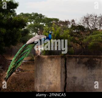 Paon assis sur le mur avec un fond vert flou et blanc ciel Banque D'Images