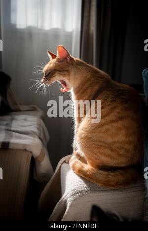 tabby brun chat assis sur un canapé yawns sous le lumière de la fenêtre Banque D'Images