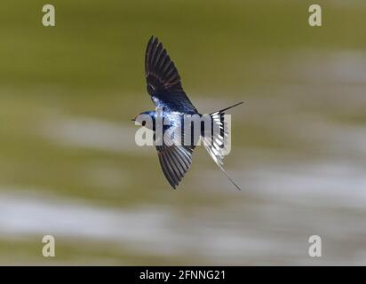 Potsdam, Allemagne. 05e mai 2021. Une hirondelle de grange (Hirundo rustica) vole près du stade d'atterrissage de Cecilienhof sur la rive de la Jungfernsee. Credit: Soeren Stache/dpaZentralbild/dpa/Alay Live News Banque D'Images