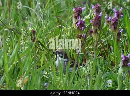 Potsdam, Allemagne. 05e mai 2021. Un moineau (Passer domesticus) est caché dans l'herbe près du rivage de la Jungfernsee. Credit: Soeren Stache/dpaZentralbild/dpa/Alay Live News Banque D'Images