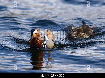 Potsdam, Allemagne. 05e mai 2021. Les canards mandarin nagent près de l'atterrissage de Cecilienhof jusqu'au bord de la Jungfernsee. Credit: Soeren Stache/dpaZentralbild/dpa/Alay Live News Banque D'Images