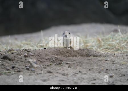 Hambourg, Allemagne. 18 mai 2021. Un bébé chien de prairie court jusqu'à un trou dans le sol au zoo de Hagenbeck. Credit: Marcus Brandt/dpa/Alay Live News Banque D'Images