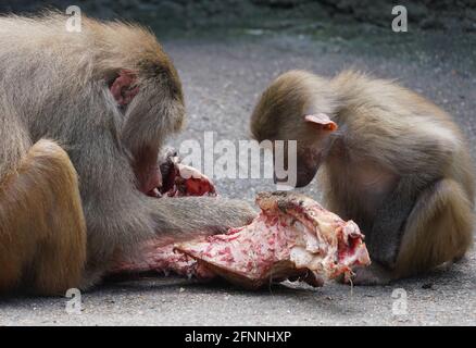 Hambourg, Allemagne. 18 mai 2021. Les babouins gainés du zoo de Hagenbeck mangent un morceau de viande. Credit: Marcus Brandt/dpa/Alay Live News Banque D'Images