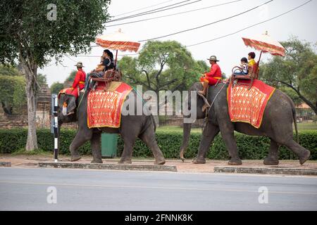 Les touristes voyagent sur des éléphants pour voir la ville antique d'Ayutthaya. Banque D'Images