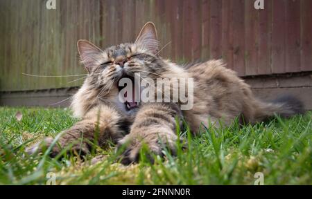 Un chat de Tabby fatigué à poil long qui s'étire et qui baille à l'extérieur sur UNE pelouse. Banque D'Images