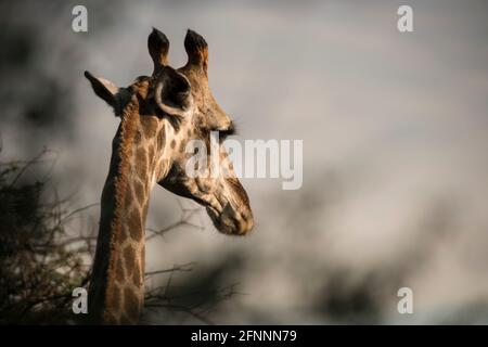 Tête de girafe femelle (Giraffe camelopardalis) dans la lumière de la fin de l'après-midi. Dinnokeng Big 5 Game Reserve, Gauteng, Afrique du Sud. Banque D'Images