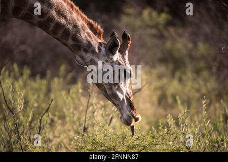 Profil de la tête et du cou de la girafe femelle (Giraffe camelopardalis) avec la langue qui dépasse. Dinnokeng Big 5 Game Reserve, Gauteng, Afrique du Sud. Banque D'Images