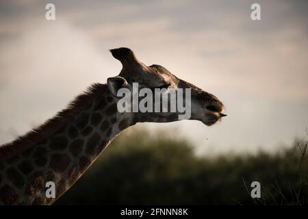 Profil de la tête et du cou de la girafe femelle (Giraffe camelopardalis) avec la langue qui dépasse dans la lumière de la fin de l'après-midi. Dinnokeng Big 5 Game Reserve. Banque D'Images